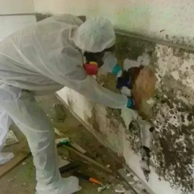 Mold Remediation and Removal in Princeton, IN